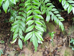 Zanthoxylum avicennae