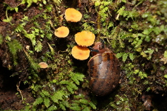Hedleyella falconeri