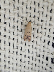 Tachystola hemisema
