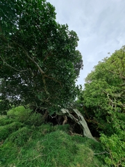 Ficus macrophylla