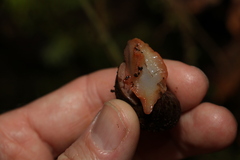 Hedleyella falconeri