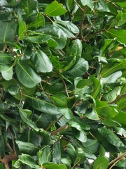 Ficus macrophylla