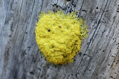 Fuligo septica