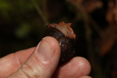 Hedleyella falconeri