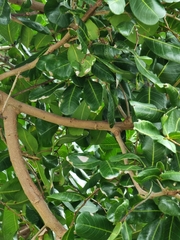 Ficus macrophylla