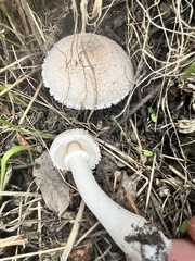 Leucoagaricus barssii