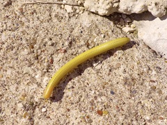 Orthoporus