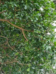 Ficus macrophylla