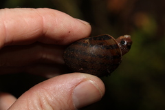 Hedleyella falconeri