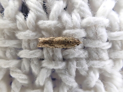 Crocidosema plebejana