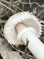 Leucoagaricus barssii