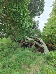 Ficus macrophylla