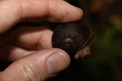 Hedleyella falconeri