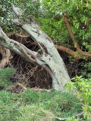 Ficus macrophylla