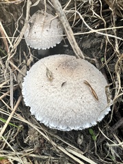 Leucoagaricus barssii