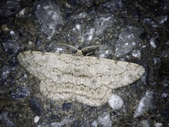 Hypomecis punctinalis conferenda