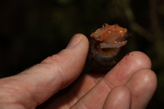 Hedleyella falconeri
