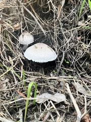 Leucoagaricus barssii