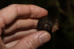 Hedleyella falconeri