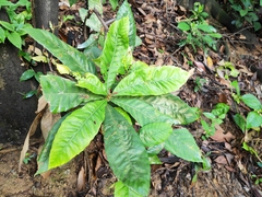Eriobotrya japonica