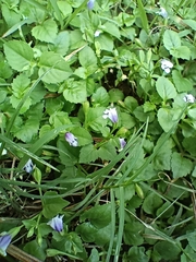 Torenia crustacea