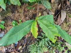 Eriobotrya japonica