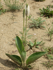 Plantago maxima