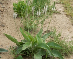 Plantago maxima