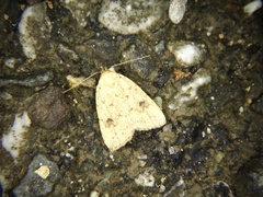 Anachrostis nigripunctalis