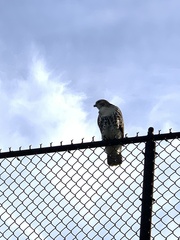 Buteo jamaicensis