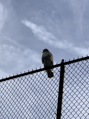 Buteo jamaicensis