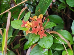 Ixora chinensis