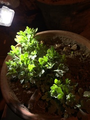 Chrysanthemum morifolium