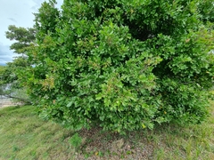 Cupaniopsis anacardioides