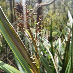 Dianella tasmanica