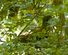 Ortalis poliocephala