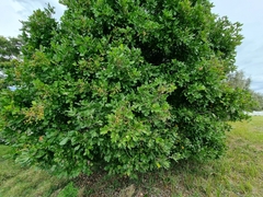 Cupaniopsis anacardioides