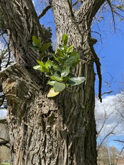 Griselinia lucida