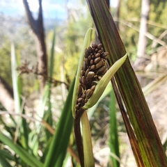 Dianella tasmanica