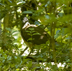 Ortalis poliocephala