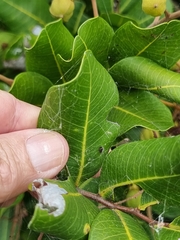 Cupaniopsis anacardioides