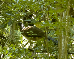 Ortalis poliocephala