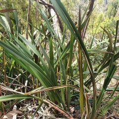 Dianella tasmanica