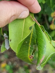 Cupaniopsis anacardioides