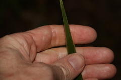 Lomandra hystrix