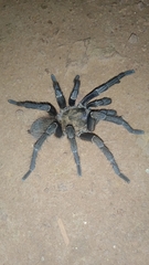 Acanthoscurria