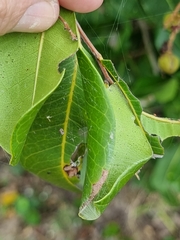 Cupaniopsis anacardioides