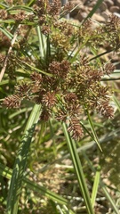 Cyperus esculentus