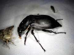 Nicrophorus concolor