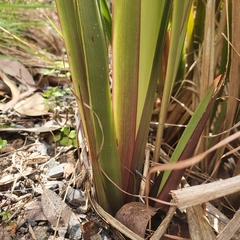 Dianella tasmanica